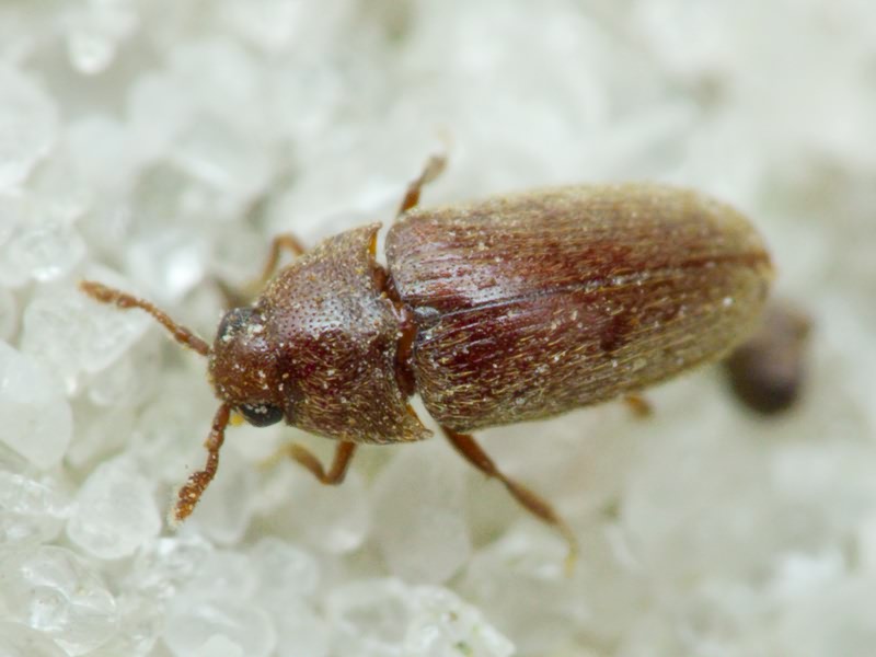 Aulonothroscus brevicollis (Bonvouloir, 1859)